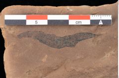 Foto (Detailsansicht) von Quercus palaeoilex Ettingshausen (NHMW-GEO-2024-0188-0840)